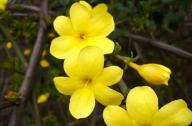 如何區(qū)分迎春花和連翹花？