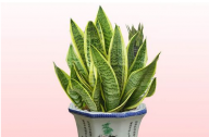 如何養(yǎng)殖虎皮蘭？