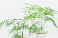室內如何科學的養(yǎng)殖文竹？