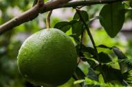 家庭綠化新風潮：觀果植物馬家柚成新寵