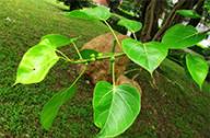 菩提樹(shù)種植：菩提樹(shù)盆栽方法
