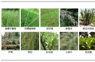 如何選擇岸邊陸生植物？