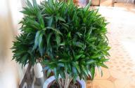 家里養(yǎng)什么植物旺財(cái)？
