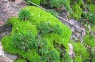 “石頭植物”的名稱(chēng)是怎么得來(lái)的？