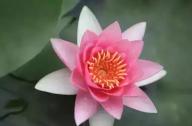為什么千年古蓮能開(kāi)花？