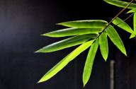 選擇園林植物時，如何巧妙利用植物的五行屬性？