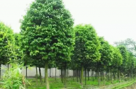 海口及周邊地區(qū)植物群落示例