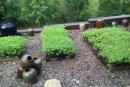 鄉(xiāng)村民宿景觀設(shè)計圖賞析
