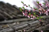 驅(qū)風(fēng)辟邪植物有哪些？