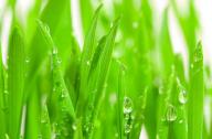 隔音植物有哪些？不易燃燒的植物有哪些？