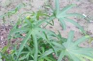 合軸叢生竹類植物有哪些？