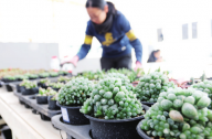 2016年北京國際多肉植物藝術展在小湯山特菜大觀園舉行