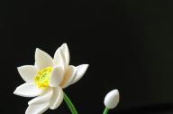 如何栽植碗蓮？