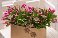 蟹爪蘭怎么養(yǎng)才能花開(kāi)爛漫