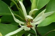 治療咳嗽的植物：白蘭花、丁香、藿香