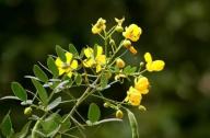 清肝明目，潤(rùn)腸通便的植物：決明子、菊花