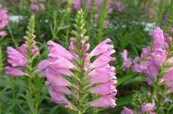 目前國(guó)內(nèi)最流行的60種花境植物