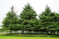 新植樹木養(yǎng)護(hù)管理六要點(diǎn)