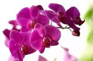 過(guò)年家里養(yǎng)什么植物風(fēng)水好？