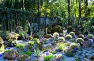 1月20日，中國科學院西雙版納熱帶植物園一年一度的多肉展如約而至